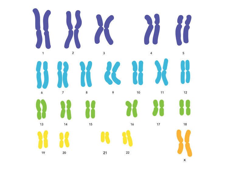 Standard-human-karyotype