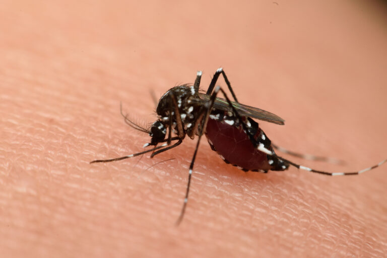 August ’24 – Advisory Issued on Oropouche Virus Risk